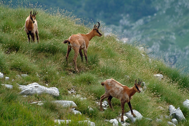 Camoscio d''Abruzzo Rupicapra pyrenaica ornata